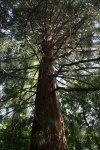 KBG Giant Sequoia