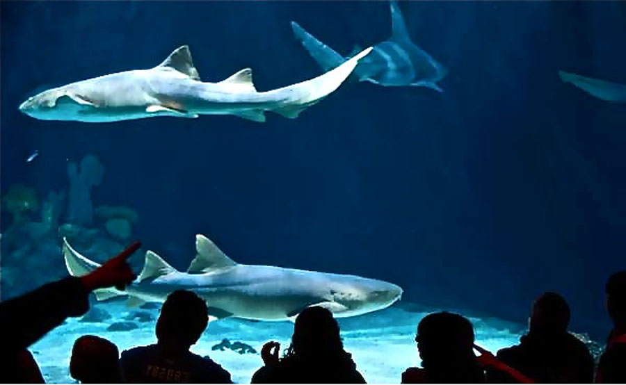 PDZA-Flipped TRA by rmndigital.com